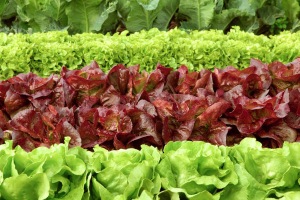 red-green-lettuce